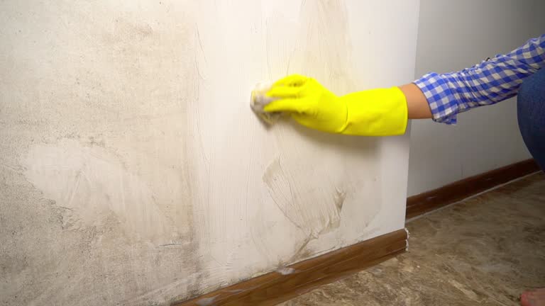 Best HVAC Mold Inspection and Cleaning  in Little Canada, MN