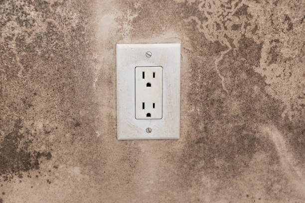 Forensic Mold Investigation in Little Canada, MN