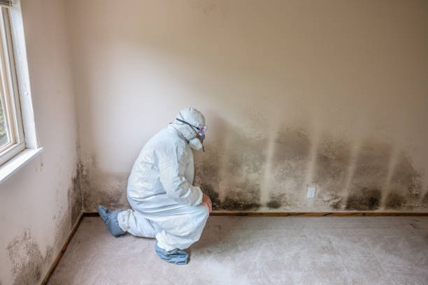 Best Commercial Mold Inspection  in Little Canada, MN