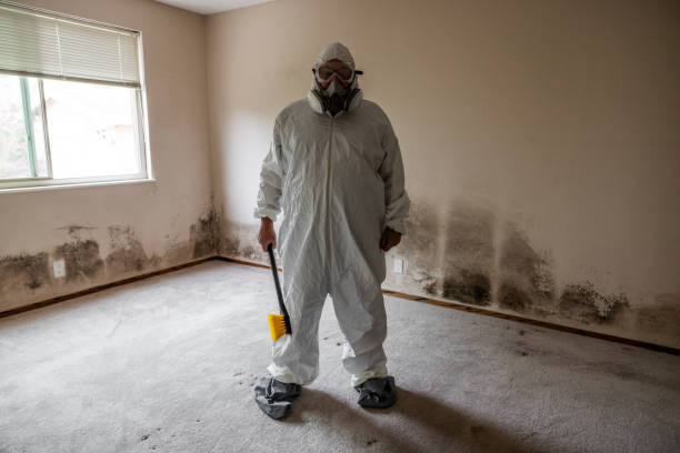 Best Mold Remediation for Healthcare Facilities  in Little Canada, MN
