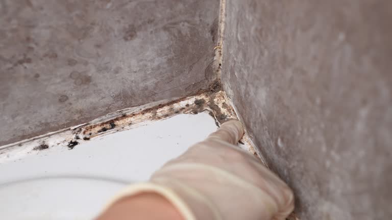 Best Mold Removal for HVAC Installations  in Little Canada, MN