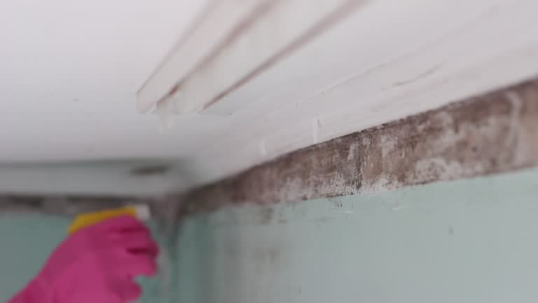 Mold Documentation for Insurance Claims in Little Canada, MN
